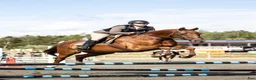  hästservice finnes: Stallhjälp/ridhjälp finnes i Karlstad - Annons 1