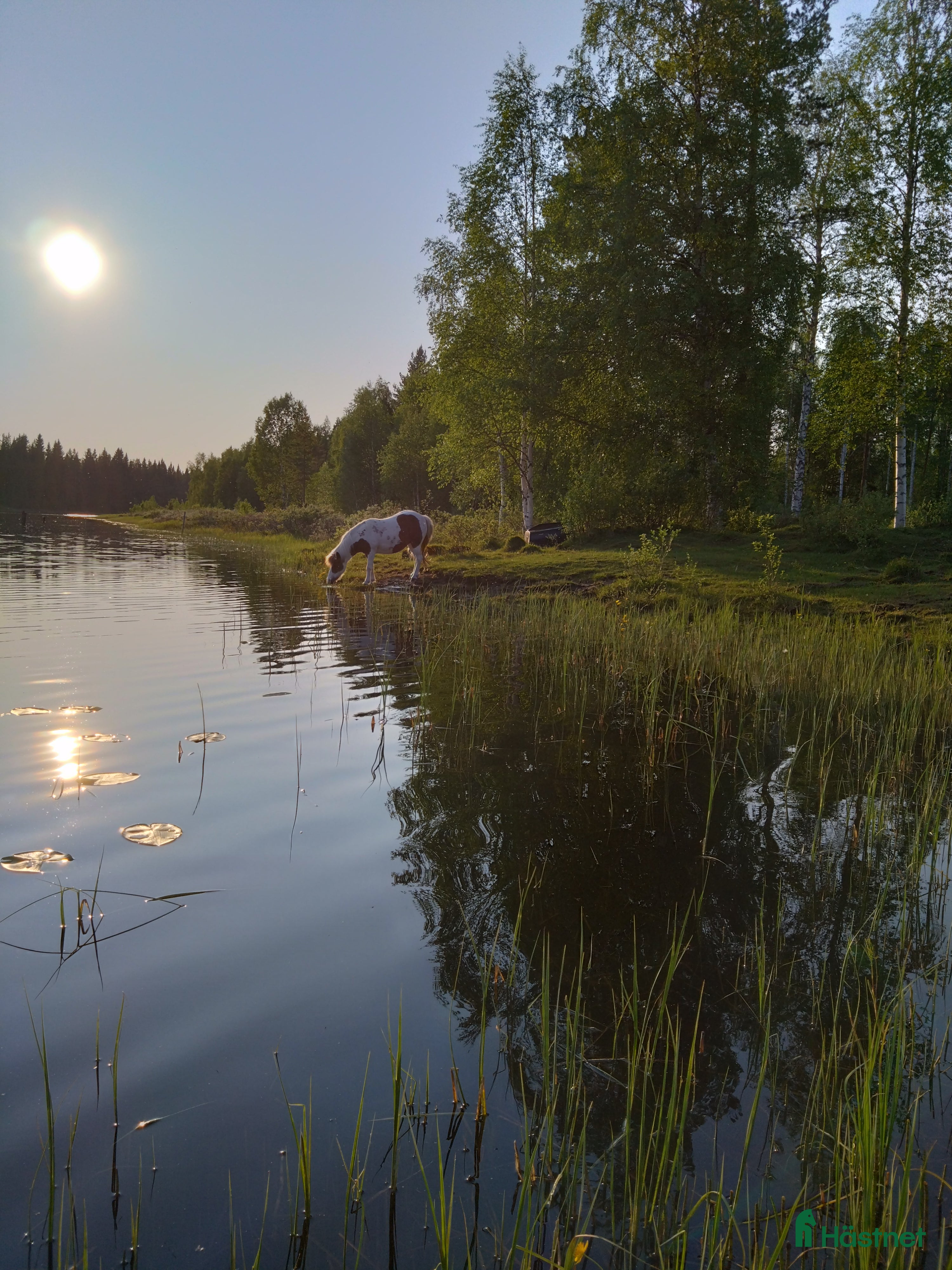  foderhäst Sommarponny/häst önskas låna/hyra - Annons 1