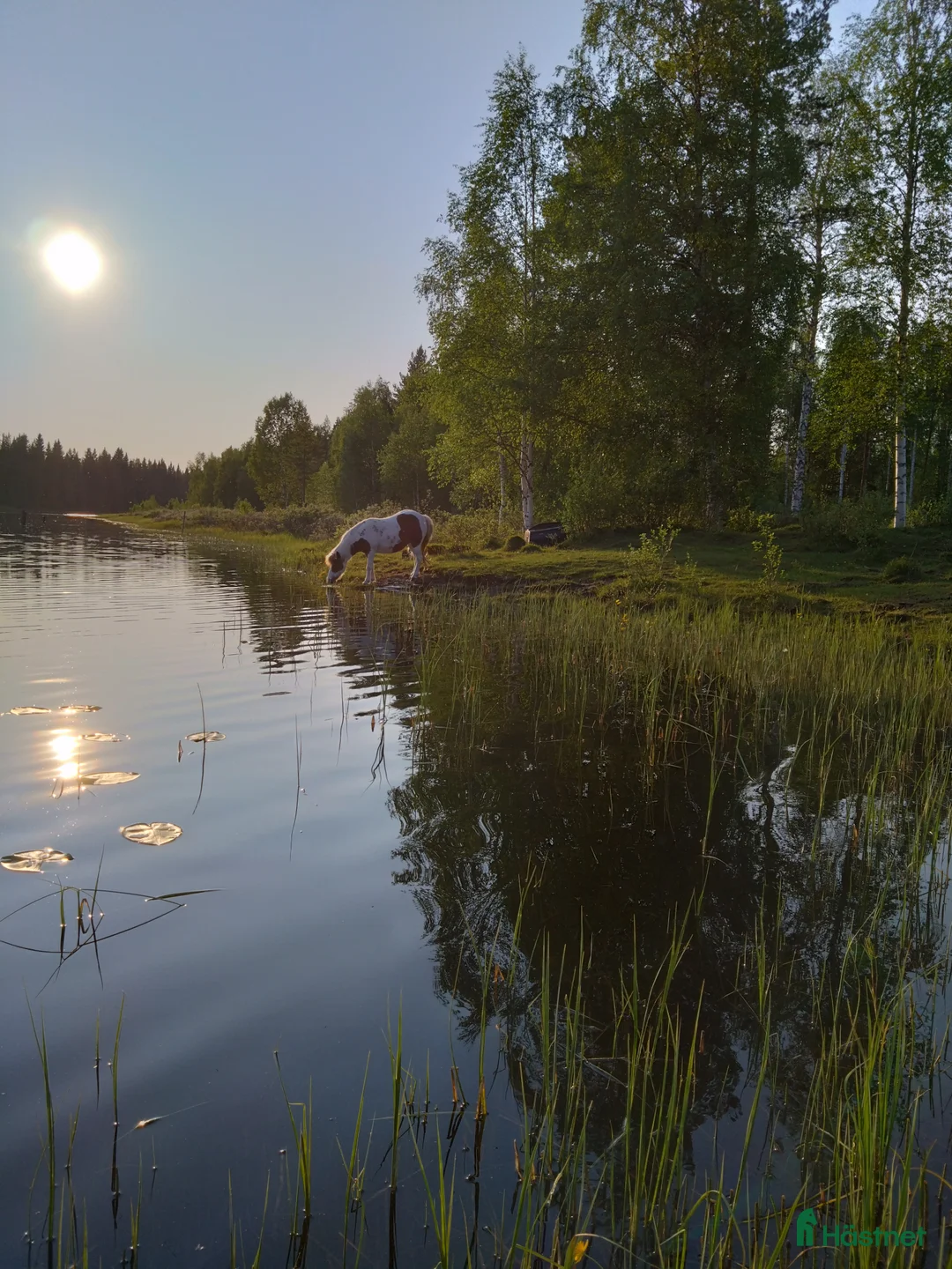  foderhäst sökes: Sommarponny/häst önskas låna/hyra - Annons 1