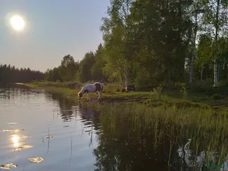 foderhäst Sommarponny/häst önskas låna/hyra - Annons 1