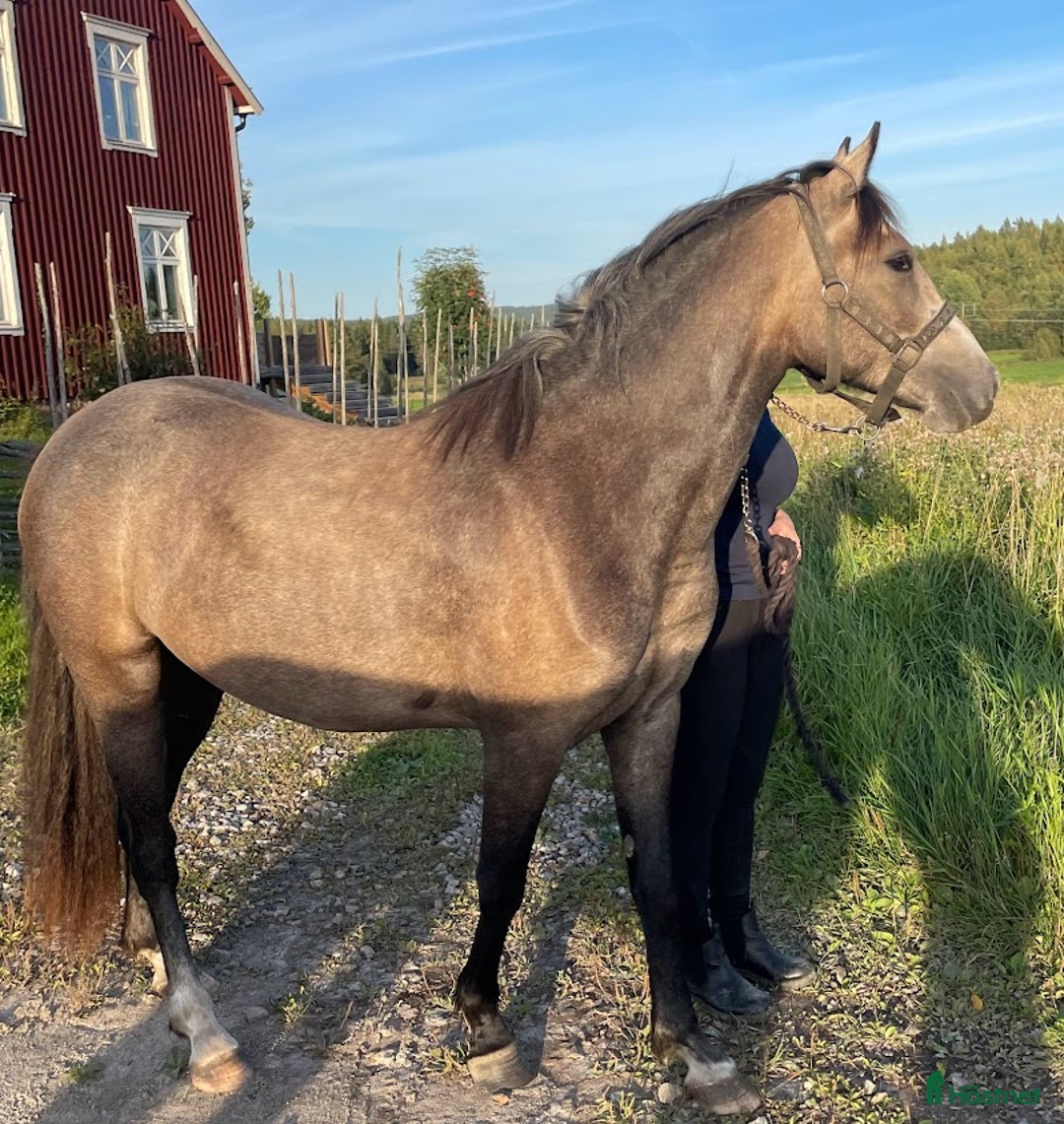 Dressyr hästar till salu: Lovande ungponnysto e. Leuns Veld's Lord i Bergsjö - Bild 5