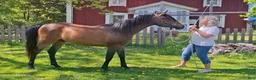 Allround hästar till salu: KE Suave är till salu i Agunnaryd - Annons 2
