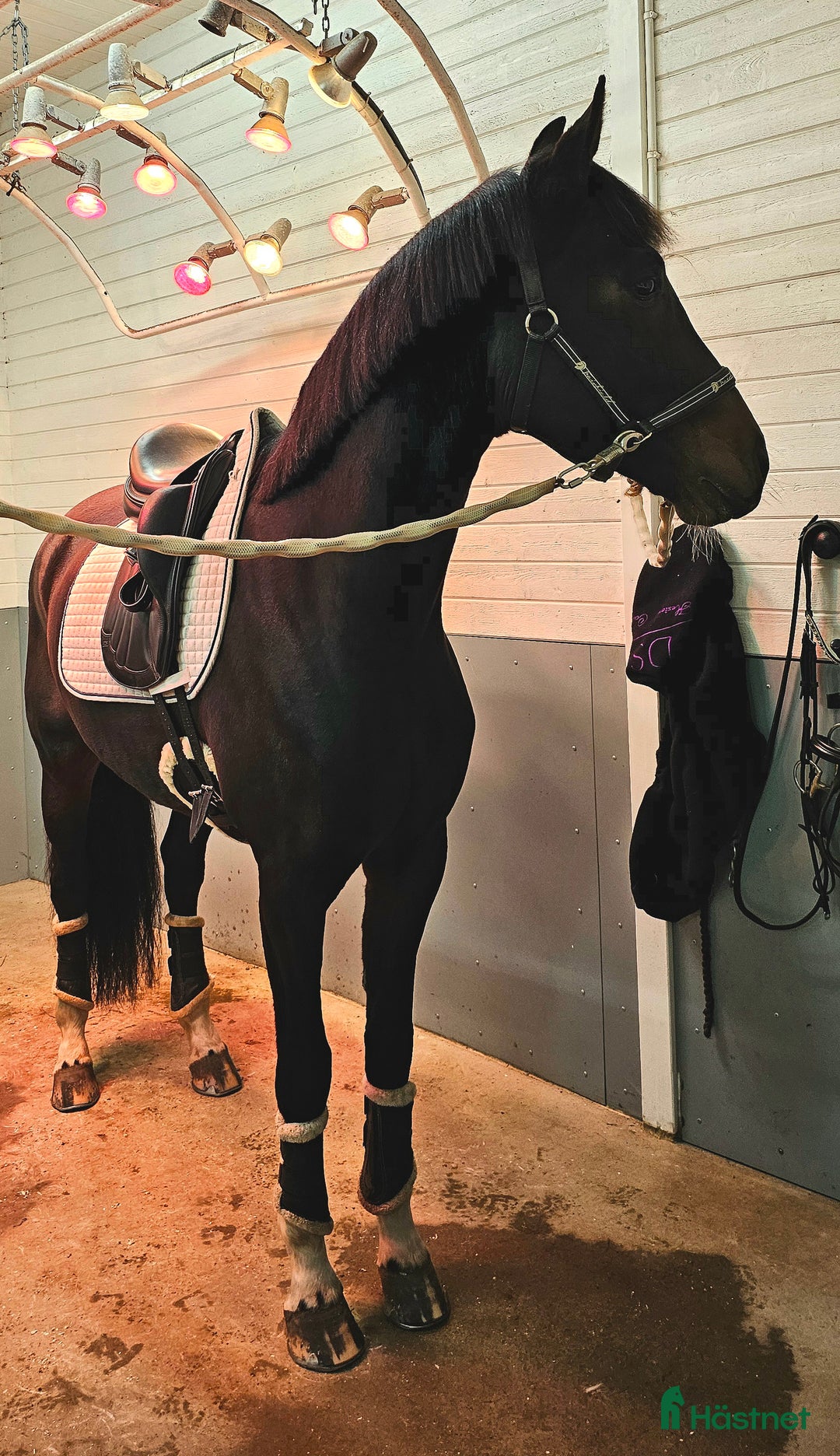Dressyr hästar till salu: Kvalitet och bra psyke ⭐️ i Göteborg - Annons 2