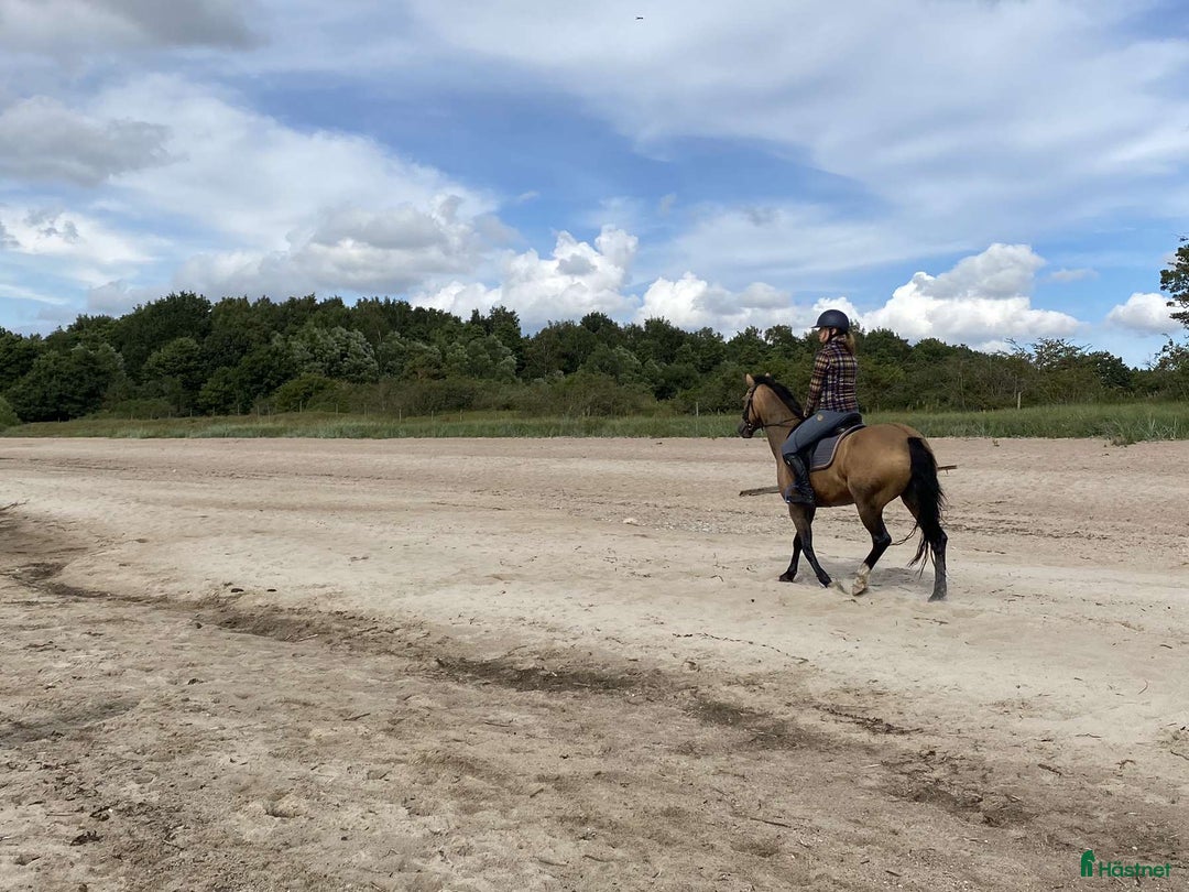  medryttarhäst finnes: Väldens snällaste ponny söker medryttare! - Annons 4