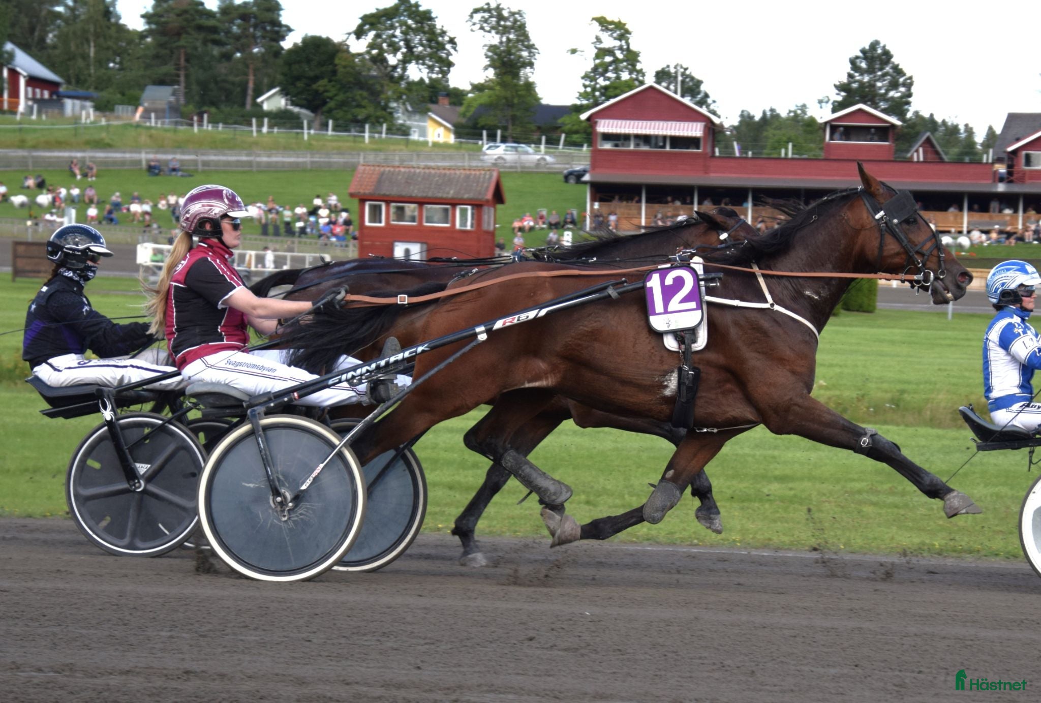  hästar Trevlig travare  - Annons 17