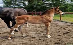 Allround hästar till salu: Vackert hingstföl i Perstorp - Annons 12