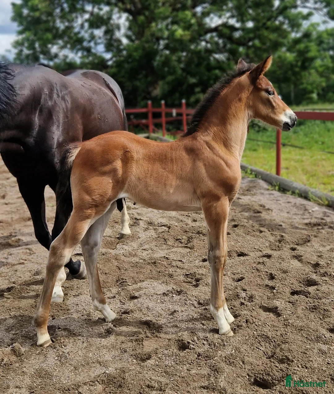Allround hästar till salu: Vaquero  - Annons 12