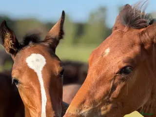 hästar Lovande åring e Pink Floyd - Annons 5