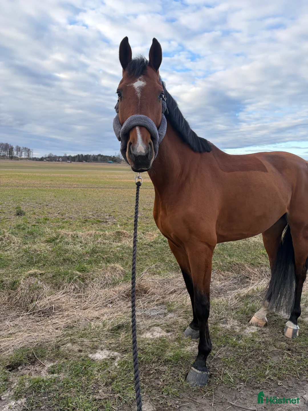 Hoppning hästar till salu: 💫 Kap för den rutinerade ryttaren 💫  - Annons 2