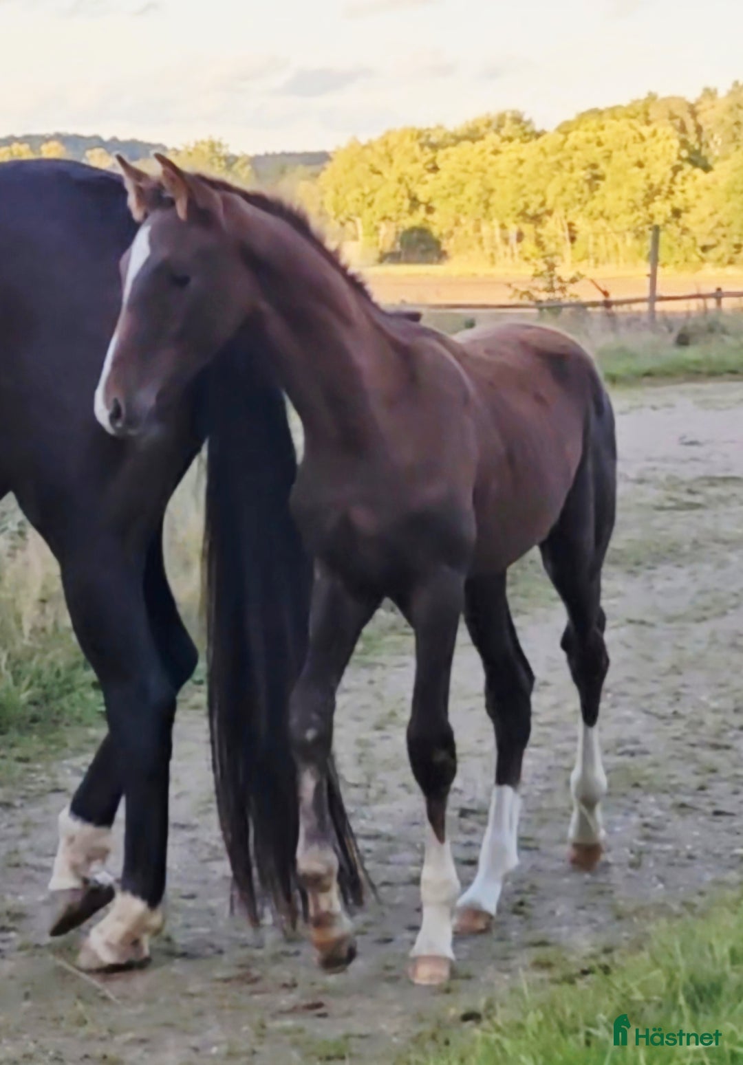 Dressyr hästar till salu: Mycket lovande 1 årig hingst  i Stehag - Bild 4