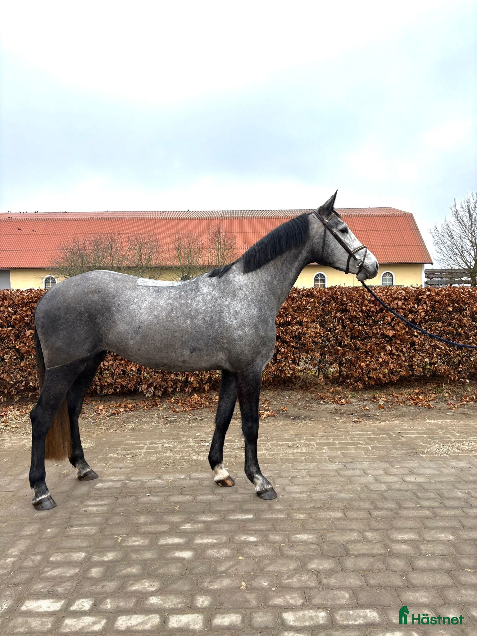  hästar Hoppsto med framtidsutsikt och otroligt sinnelag - Annons 2