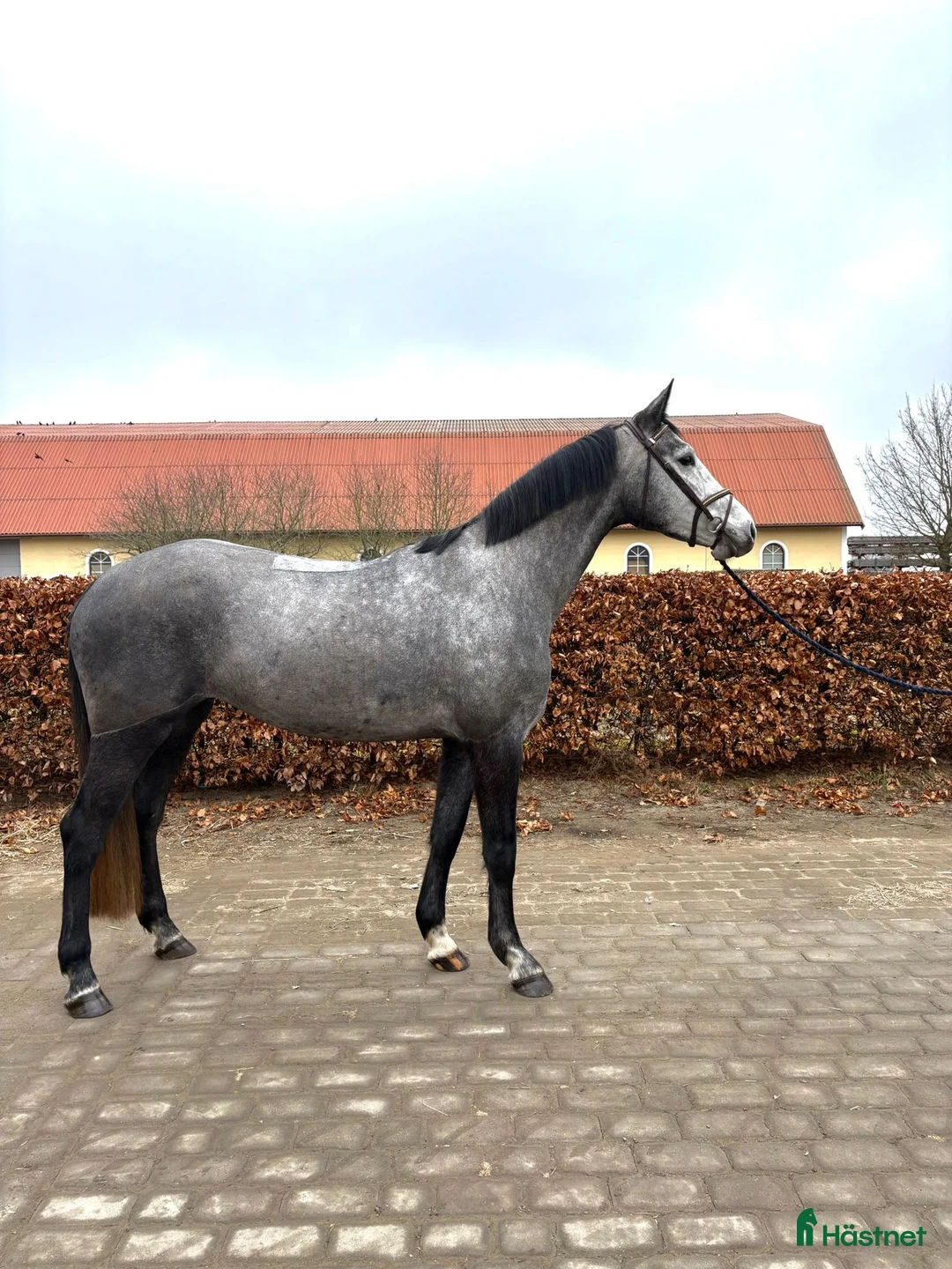 Hoppning hästar till salu: Hoppsto med framtidsutsikt och otroligt sinnelag - Annons 2