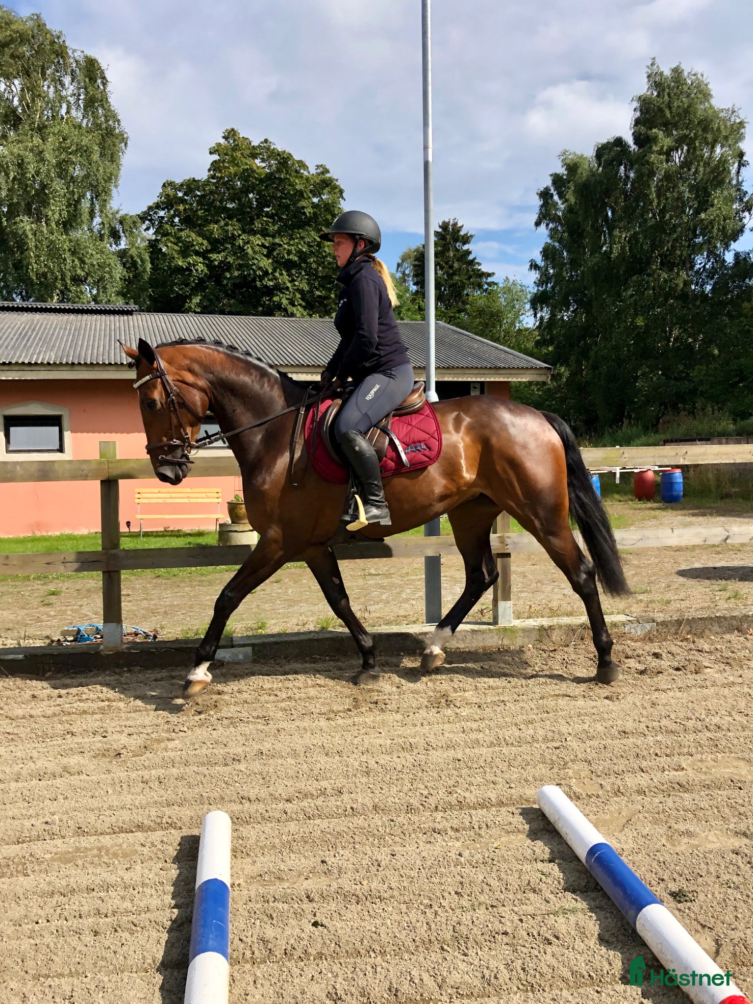  hästar Fynda projekthäst - Annons 2