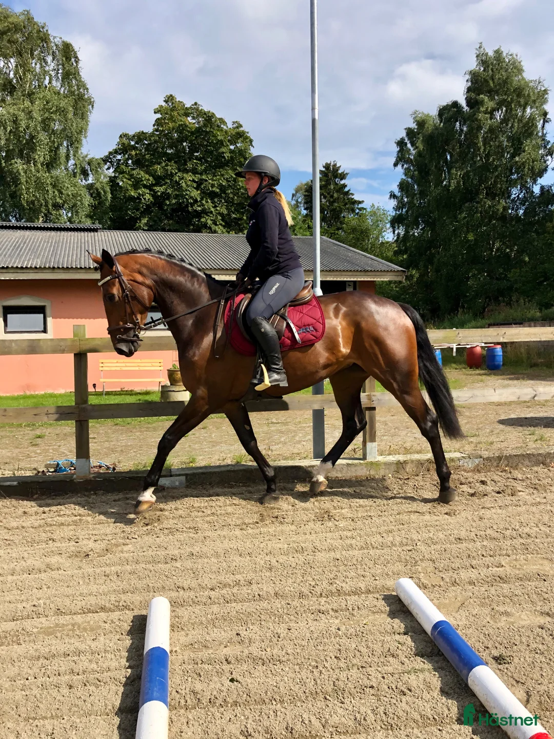 Allround hästar till salu: Fynda projekthäst - Annons 1