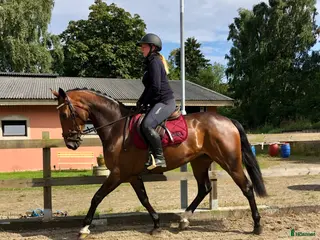 hästar Fynda projekthäst - Annons 2