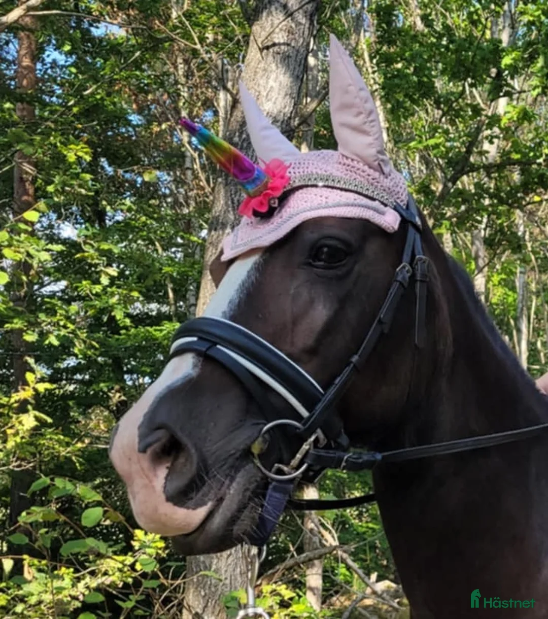  medryttarhäst finnes: Medryttare sökes ! till barnPonny  i Blekinge i Karlshamn - Annons 16