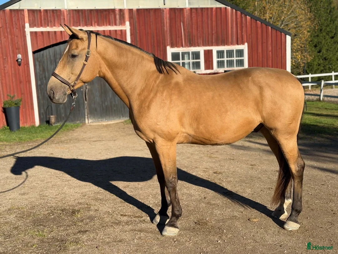Allround hästar till salu: En vacker och känslig kille söker nytt hem - Annons 1