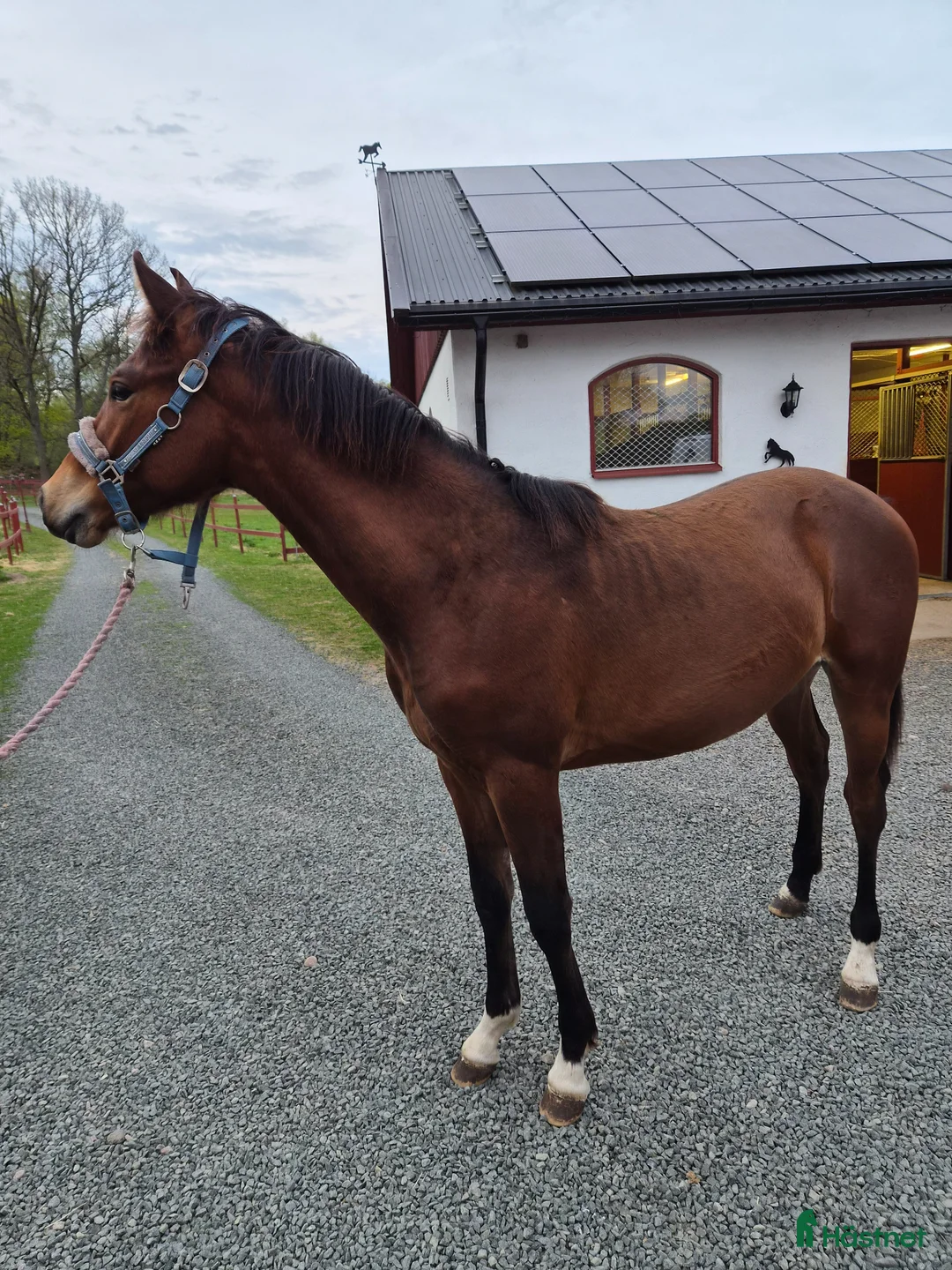Allround hästar till salu: Vaquero  - Annons 2