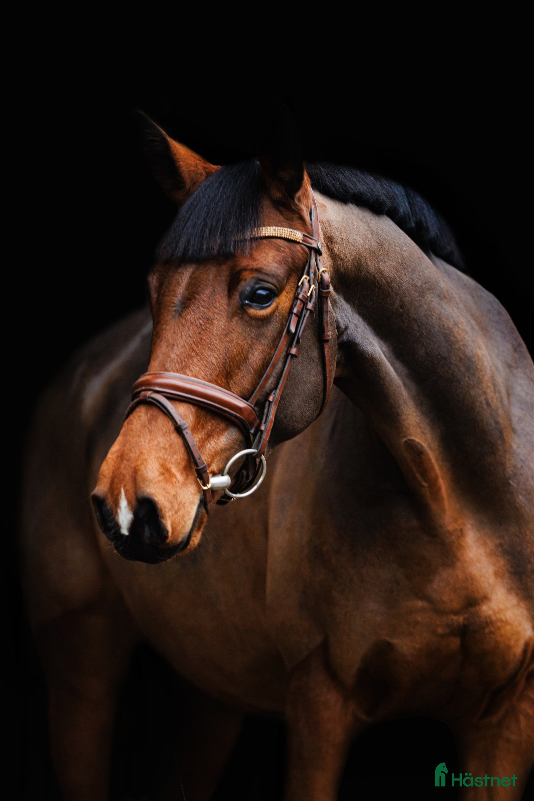  hästar Fearless mare for showjumping/hobby i Ekerö - Annons 1