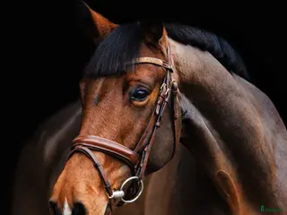 hästar Fearless mare for showjumping/hobby i Ekerö - Annons 9