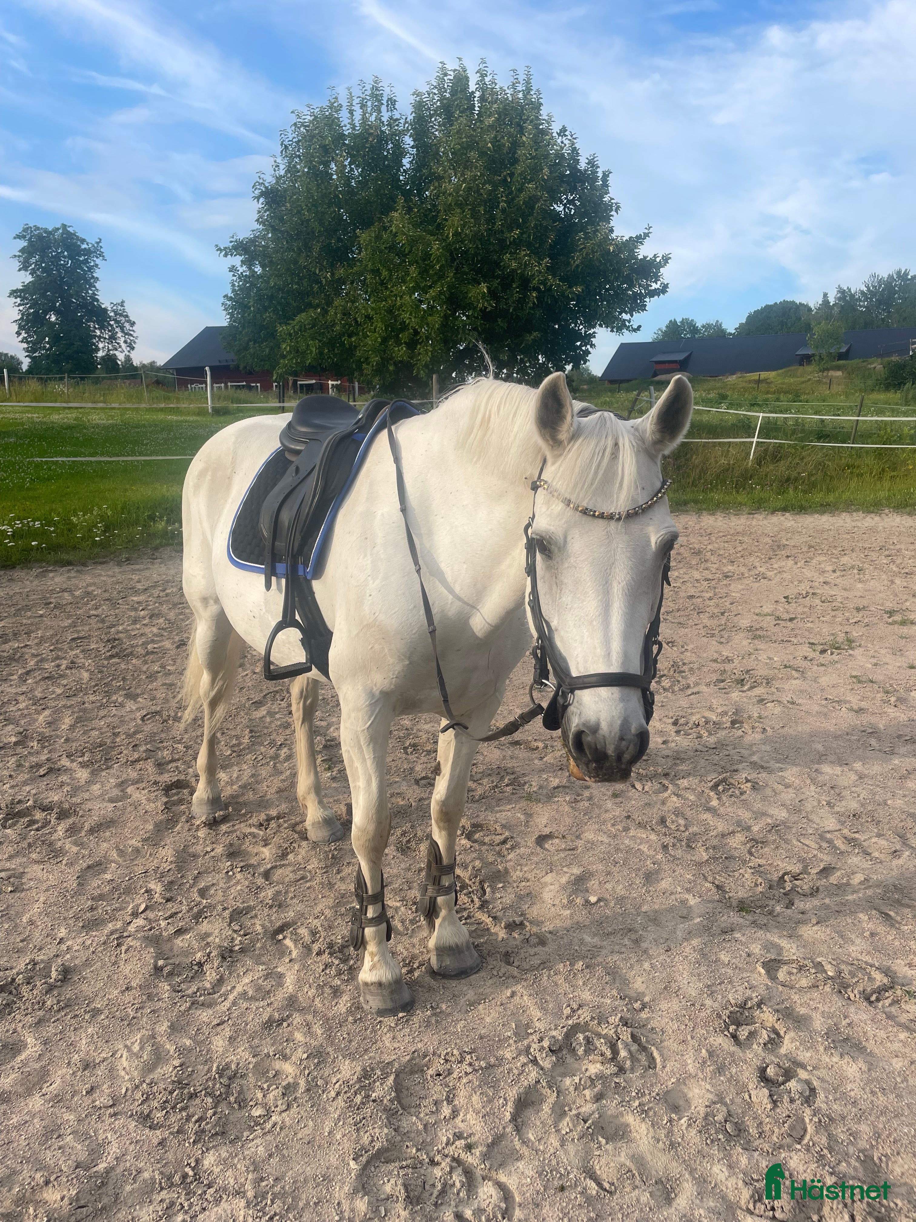  hästar Medryttare Sökes - Annons 19