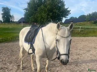 hästar Medryttare Sökes - Annons 19