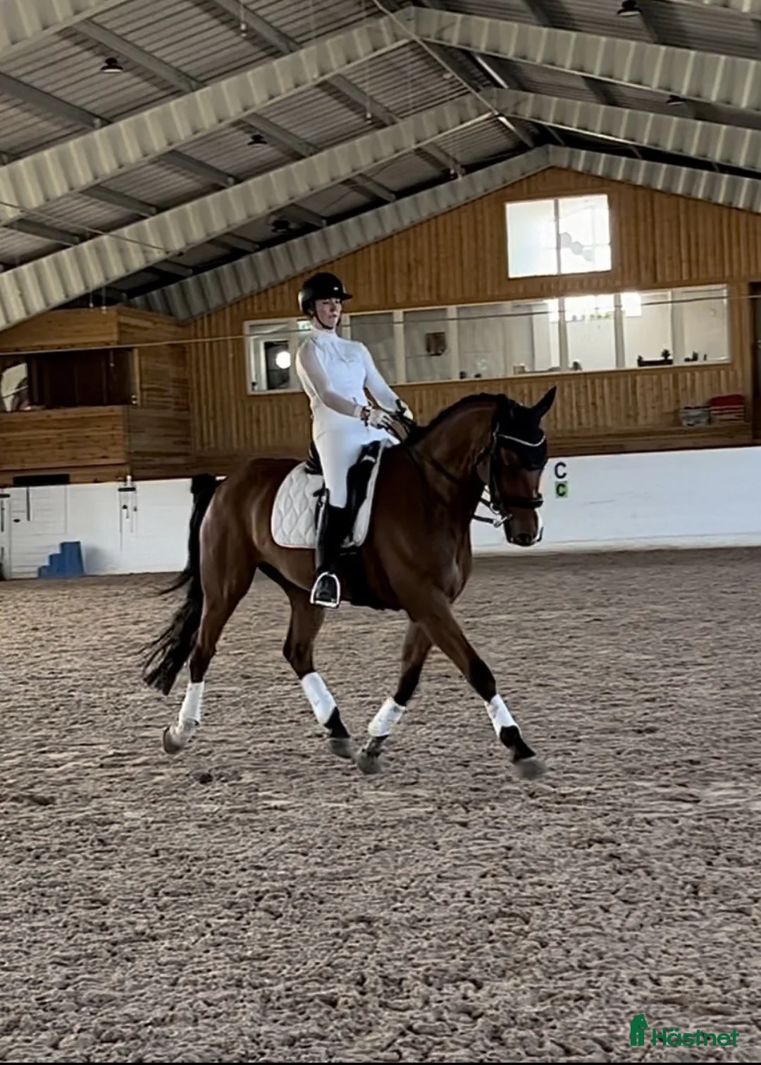 Dressyr hästar till salu: Dressyrhäst med utstrålning  - Annons 1