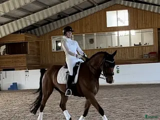 hästar Dressyrhäst med utstrålning - Annons 2