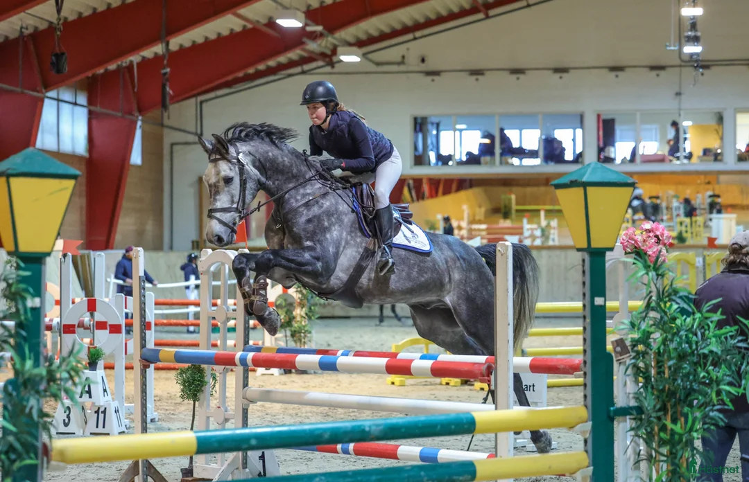Hoppning hästar till salu: Vacker hopphäst med stor kapacitet till salu - Annons 12