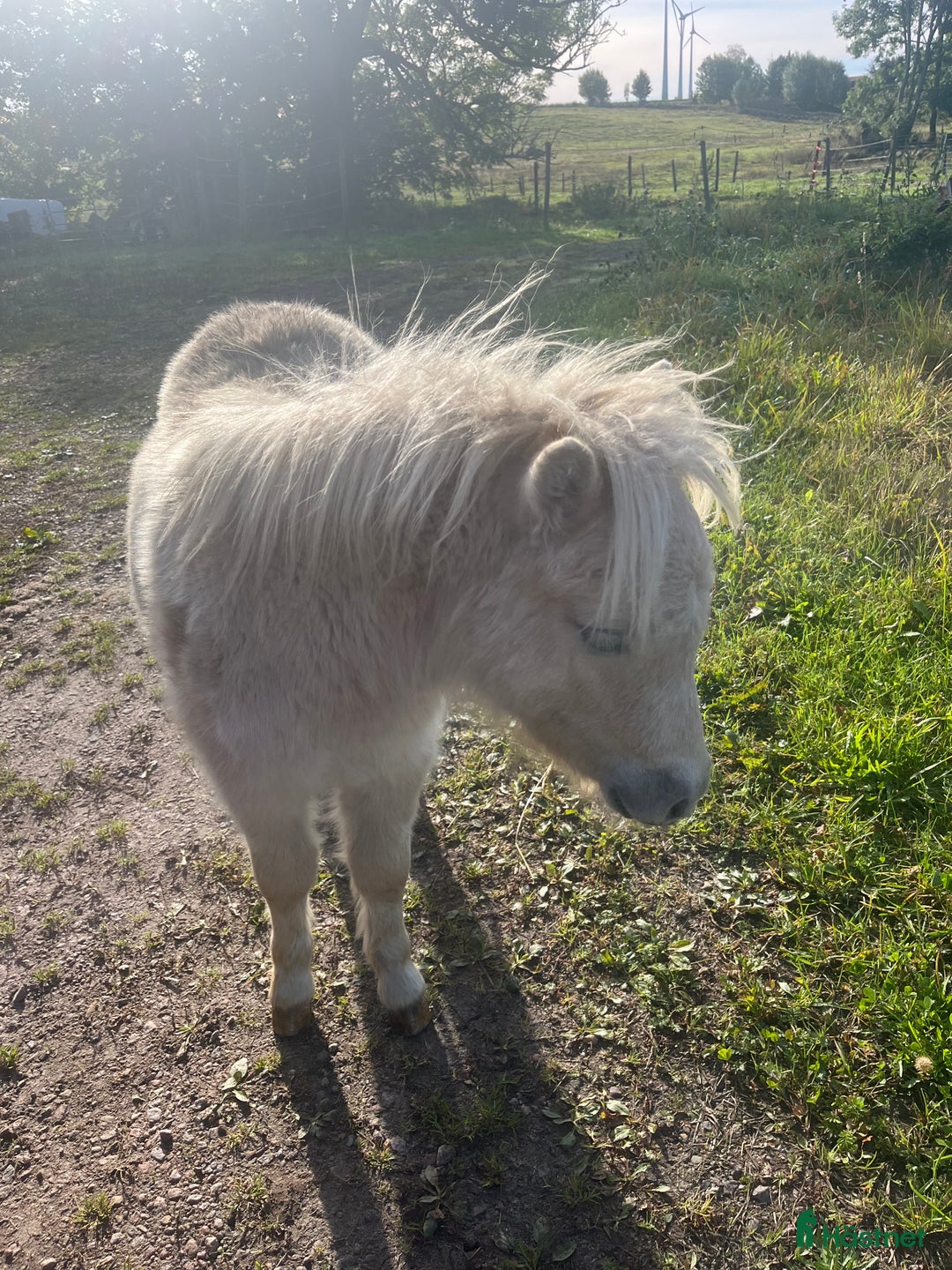 Övrigt hästar till salu: Minishetland föl i Falköping - Annons 5