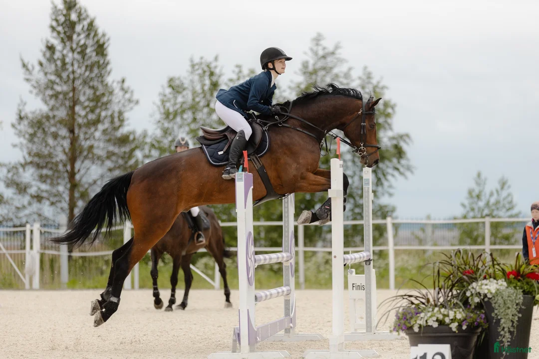 Hoppning hästar till salu: 5-years-old show jumping horse i Kiuruvesi - Annons 1