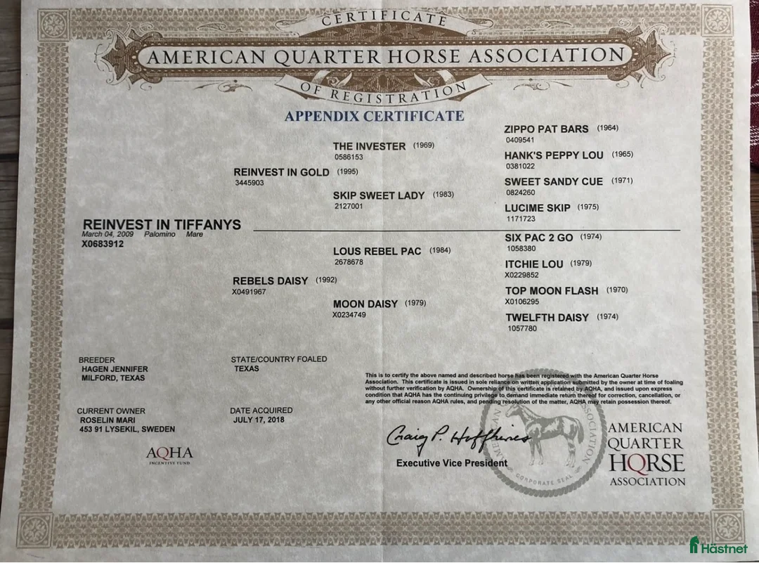 Western hästar till salu: Sälj som avelssto  - Annons 6