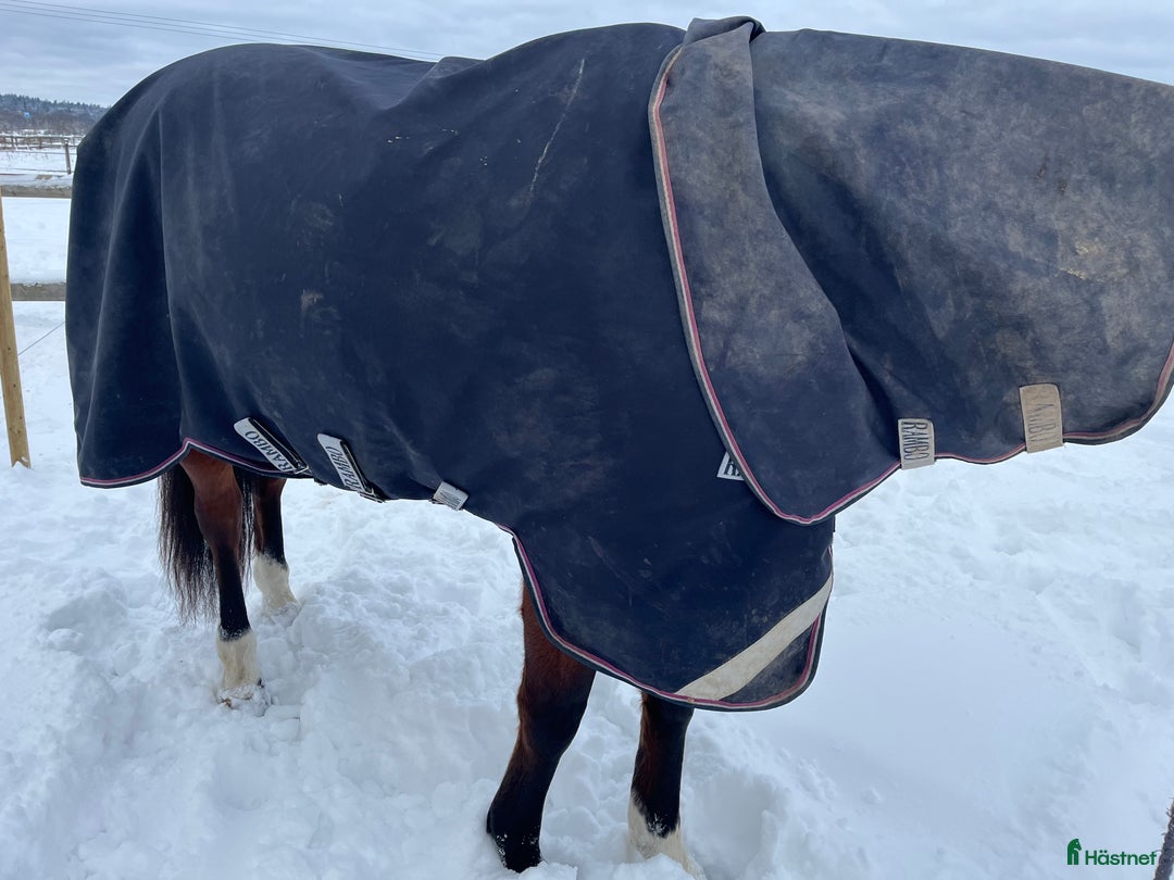 Täcken hästutrustning till salu: HW Rambo SupremeTurnout Plus i nyskick  - Annons 2