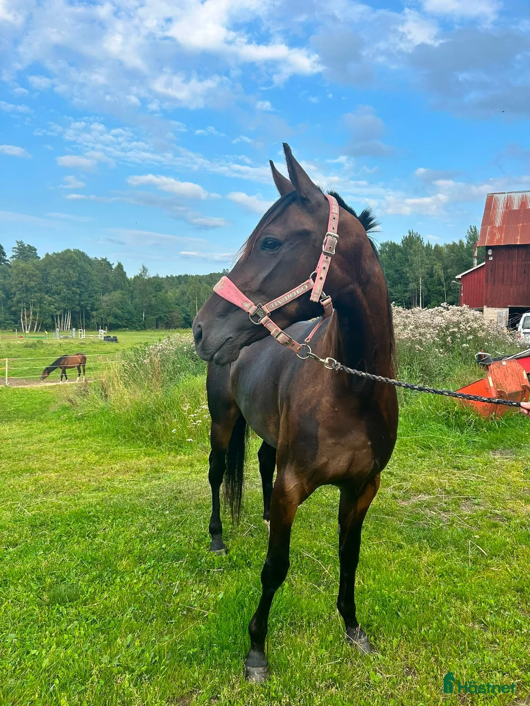 Allround hästar till salu: Skapa din egna stjärna - Annons 2