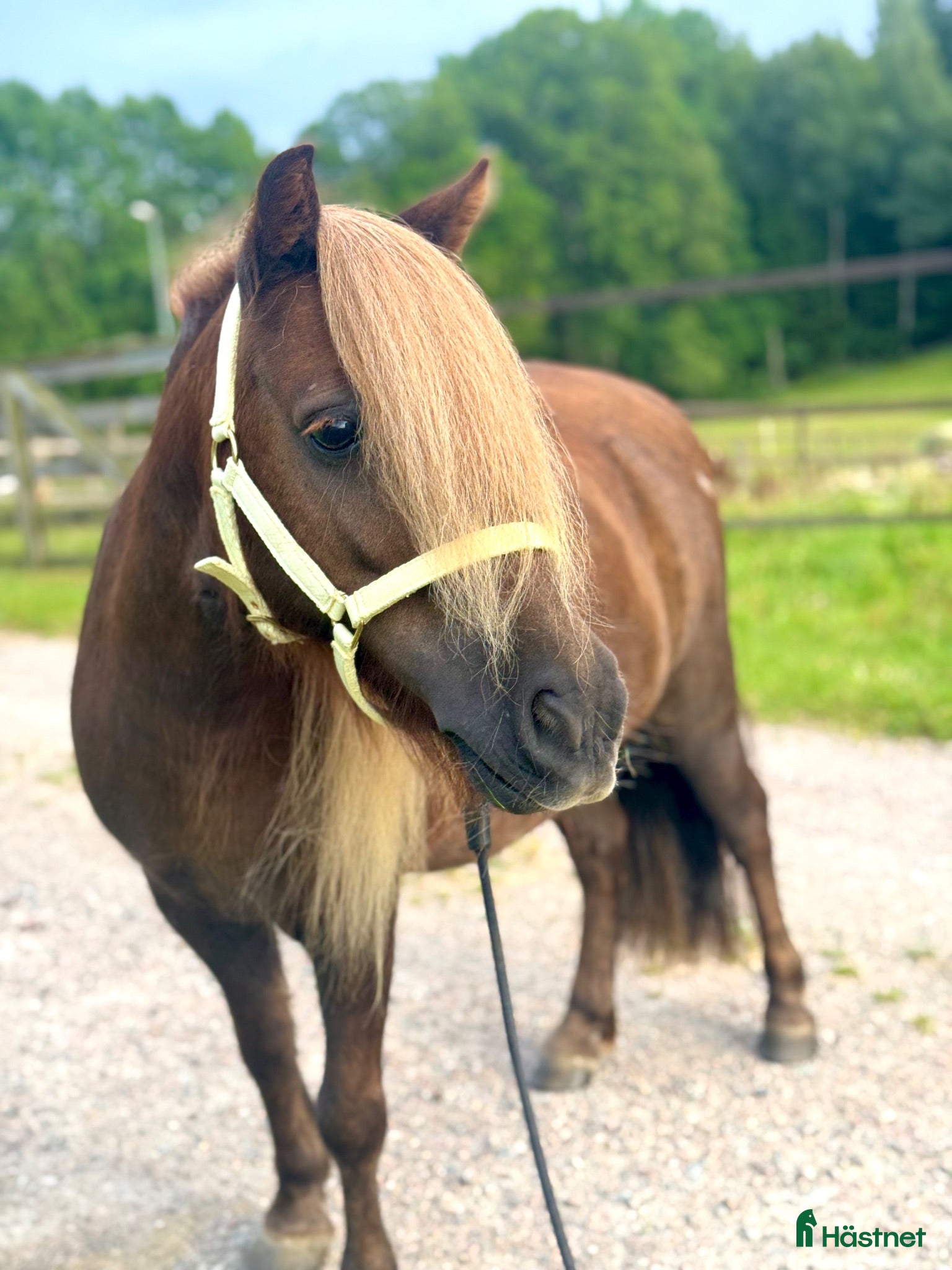  hästar ⭐️VÄLSTAMMAD MINISHETTIS⭐️ - Annons 1