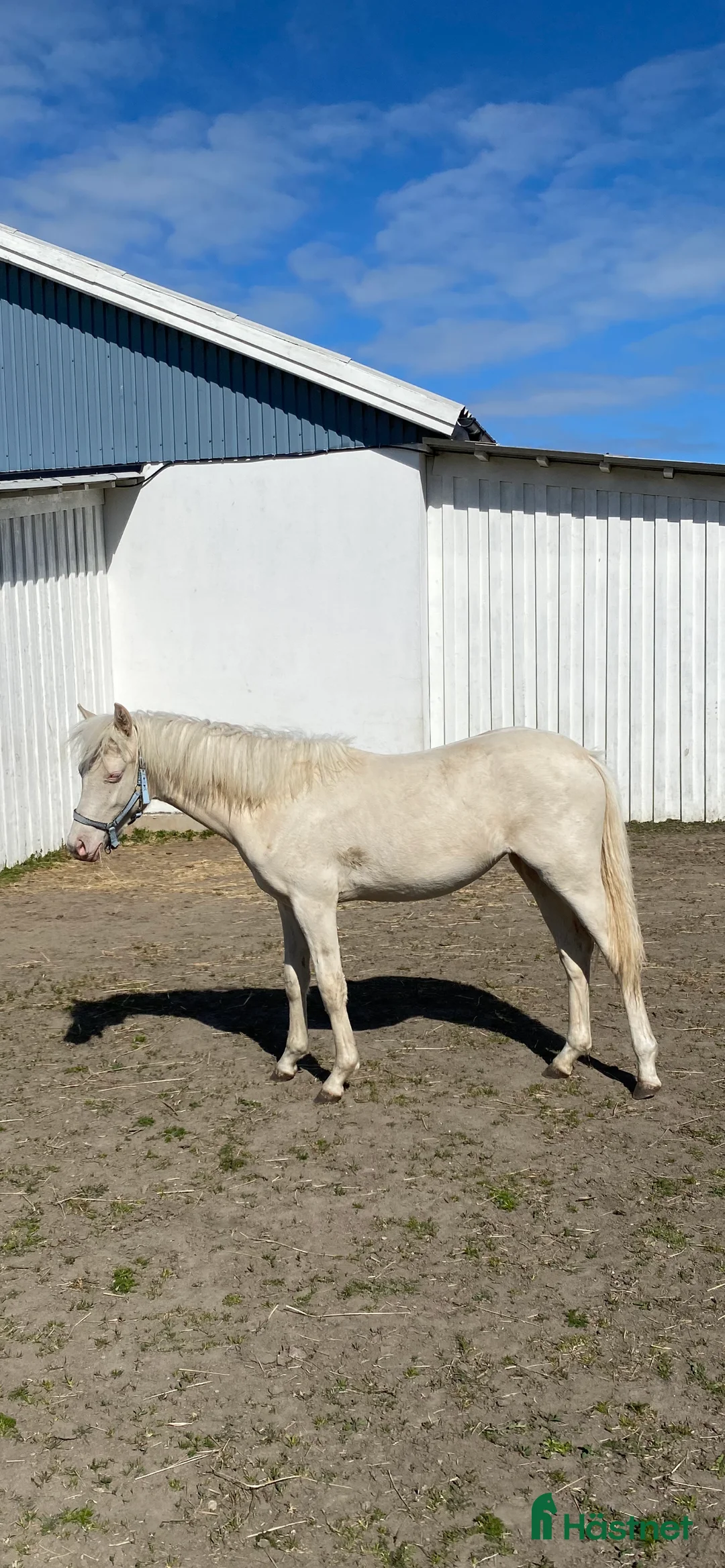 Allround hästar till salu: Vacker 2-årigt sto i Löderup - Annons 2