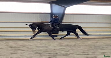  hästar i Halmstad - Annons 4