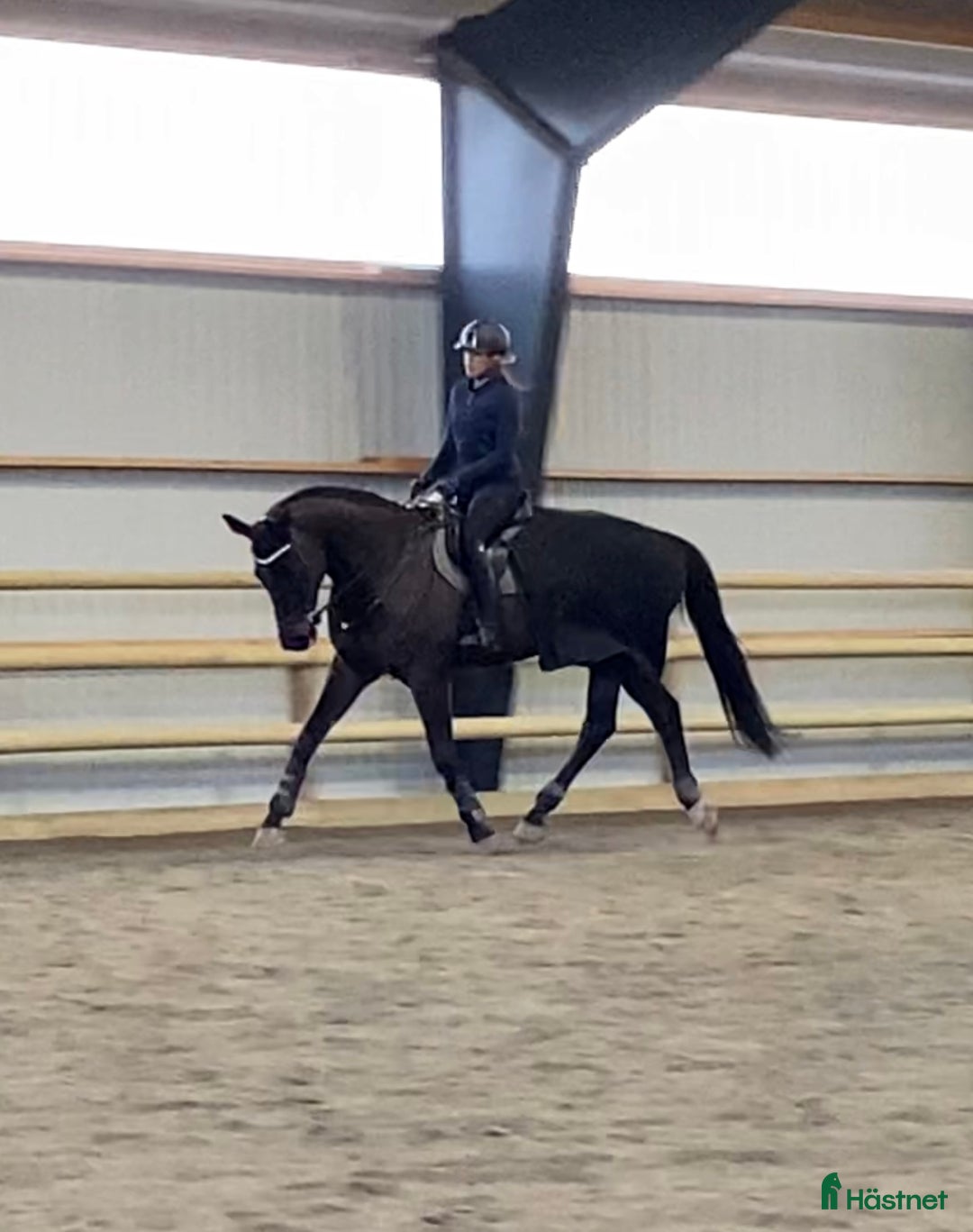 Hoppning hästar till salu: Vackraste hästen letar nytt hem!🖤 i Halmstad - Annons 3