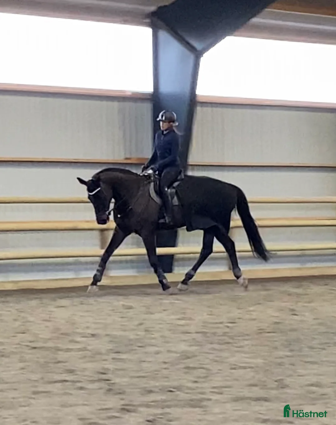 Hoppning hästar till salu: Vackraste hästen letar nytt hem!🖤 i Steninge - Annons 3