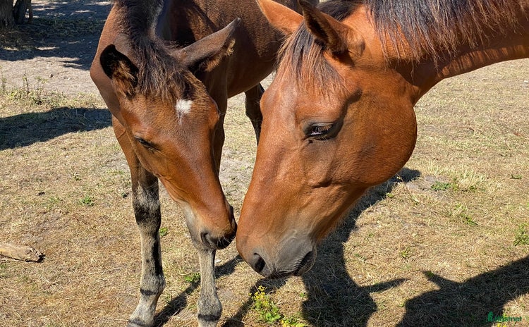  hästar i Malmö - Annons 2