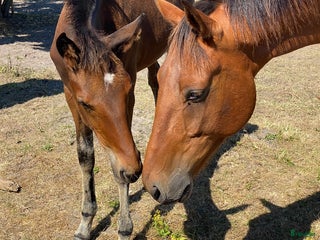 hästar Hyr en häst - som din egen, utan fullt ansvar i Malmö - Annons 7