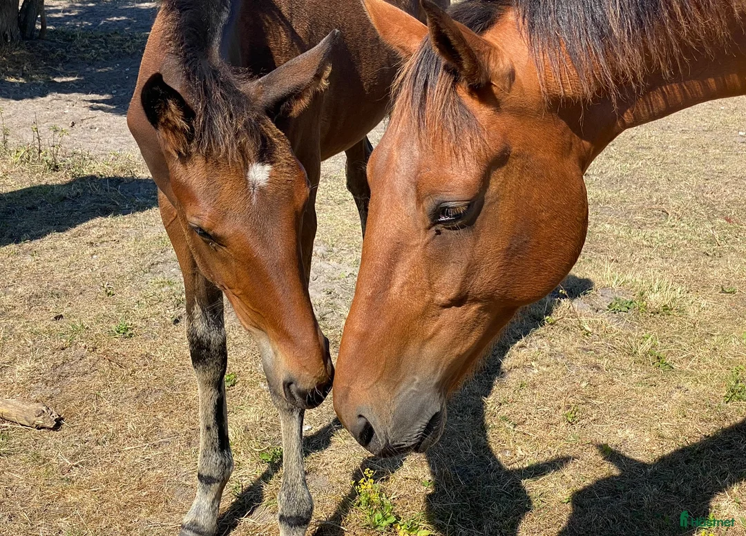 Övrigt hästar till salu: Hyr en häst - som din egen, utan fullt ansvar i Malmö - Annons 1