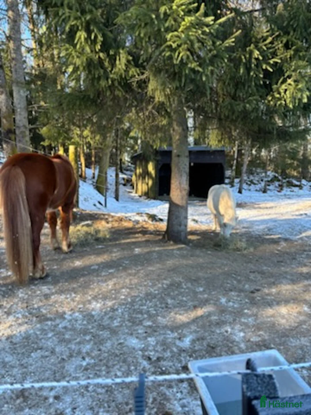  stallplats finnes: Ledig stallplats i Mölnlycke 🌿 - Annons 4