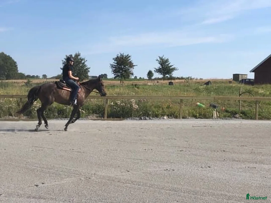  stallplats finnes: Stallplats Alingsås - Annons 6