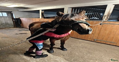  hästar i Larv - Annons 2