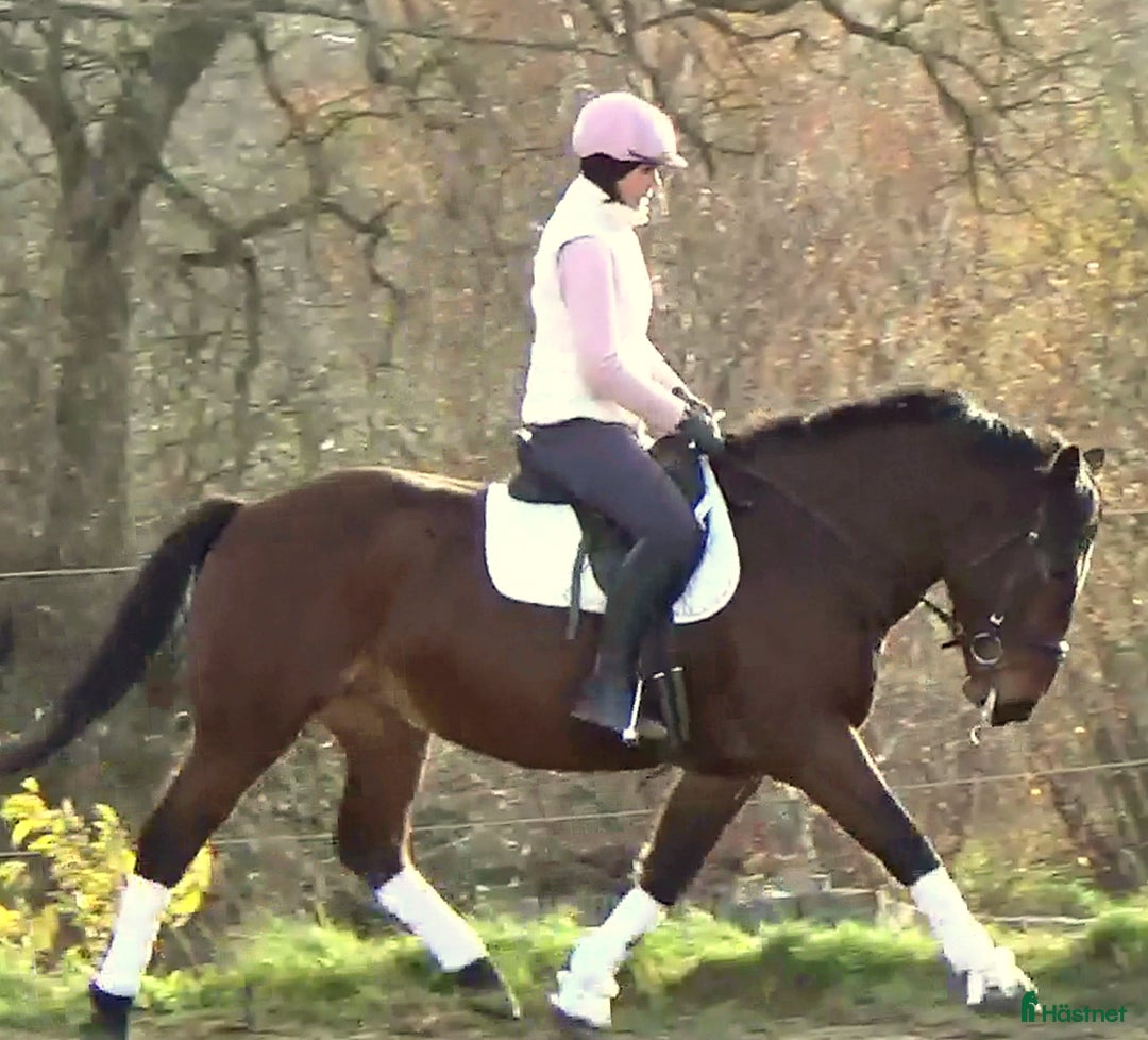 Allround hästar till salu: Gorgeous, sweet and ready for anything allrounder i Örsundsbro - Annons 17