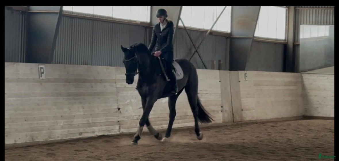  hästar Välriden valack - Annons 1