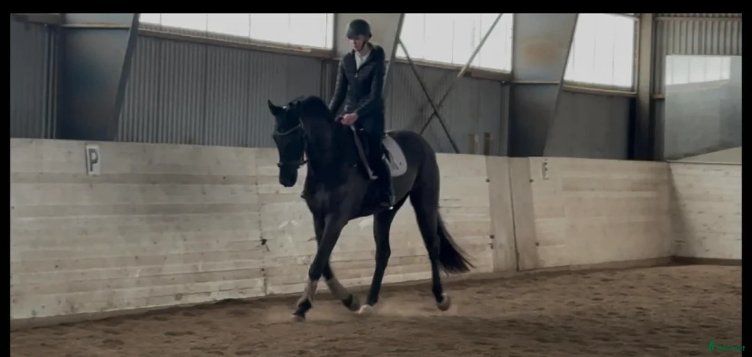 Allround hästar till salu: Välriden valack - Annons 1