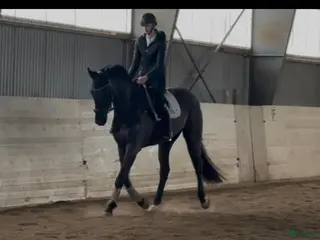 hästar Välriden valack - Annons 1