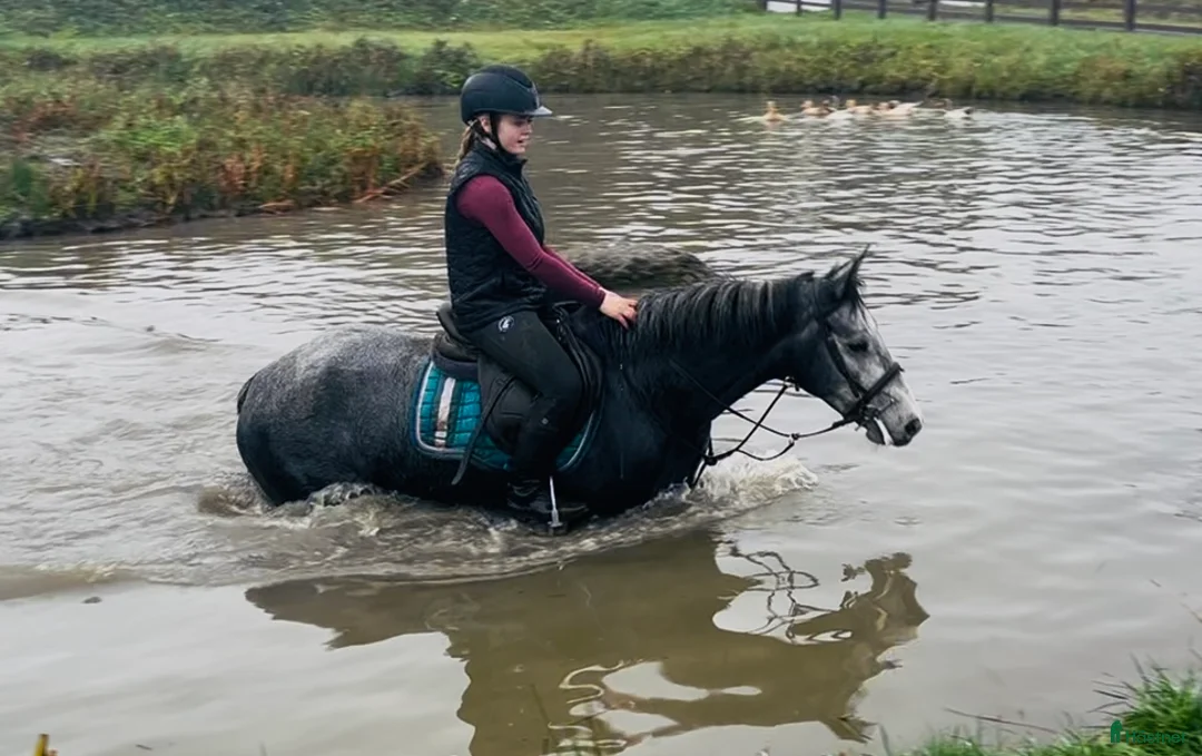 Allround hästar till salu: Selection of ponies i Ljungby - Annons 5